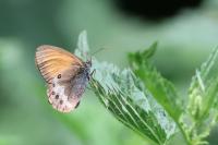 Coenonympha arcania