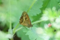 Pyronia tithonus