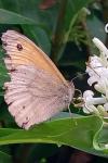 Maniola jurtina