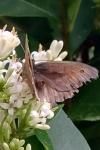 Maniola jurtina