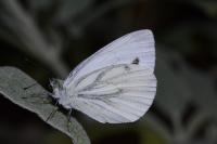 Pieris napi