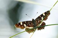 Araschnia levana