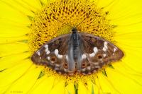 Apatura ilia