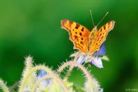 Polygonia c-album