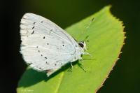 Celastrina argiolus