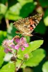 Vanessa cardui