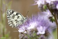 Melanargia galathea
