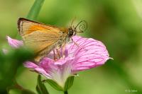 Thymelicus sylvestris
