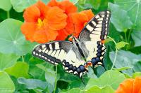 Papilio machaon