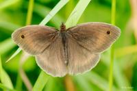 Maniola jurtina
