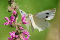 Pieris brassicae