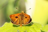 Ochlodes sylvanus