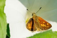 Ochlodes sylvanus