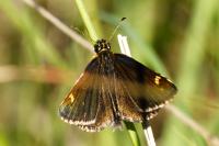 Heteropterus morpheus
