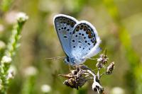 Plebejus argus