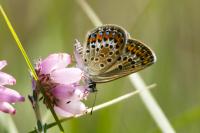 Plebejus argus