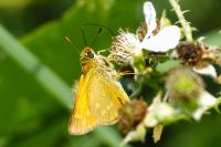 Ochlodes sylvanus