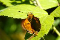 Ochlodes sylvanus