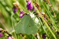 Gonepteryx rhamni
