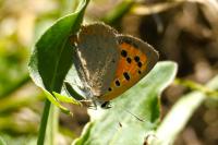 Lycaena phlaeas