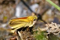 Thymelicus lineola