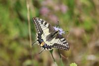 Papilio machaon