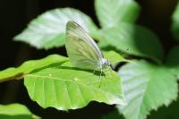 Pieris napi