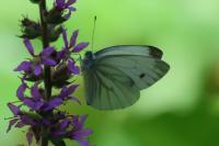 Pieris napi