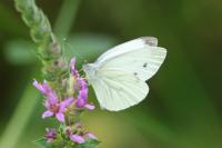 Pieris napi