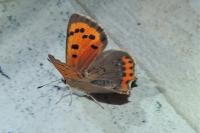 Lycaena phlaeas