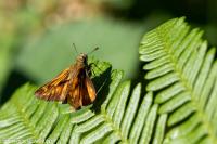 Ochlodes sylvanus
