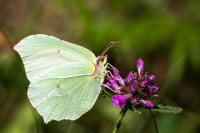 Gonepteryx rhamni