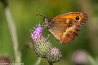Pyronia tithonus