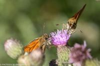Thymelicus sylvestris