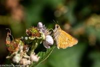 Ochlodes sylvanus