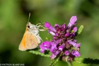 Thymelicus sylvestris