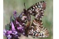 Zerynthia polyxena