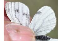 Pieris napi