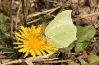 Gonepteryx rhamni