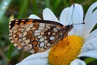 Melitaea athalia