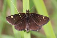 Heteropterus morpheus
