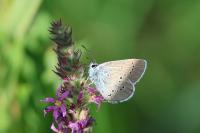 Cyaniris semiargus