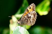 Hipparchia semele