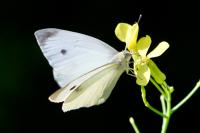 Pieris rapae