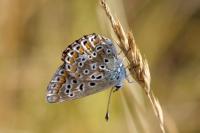 Polyommatus icarus