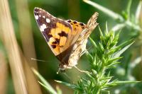 Vanessa cardui
