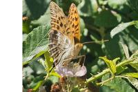 Argynnis paphia