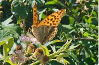Argynnis paphia