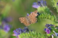 Erynnis tages