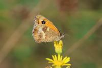 Pyronia tithonus